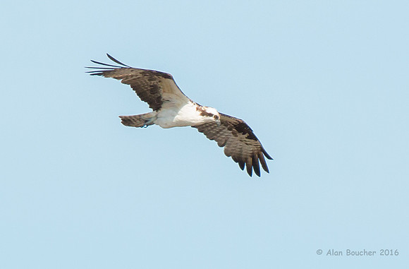 Osprey Searching for Fish