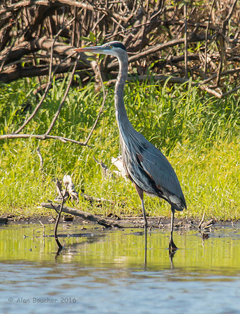 Great Blue Heron