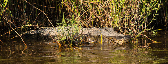 Aligator Waiting for Innocent Prey