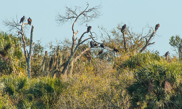Turkey Vultures Everywhere