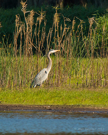 Great Blue Heron