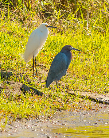 Great Egret and Little Blue Heron
