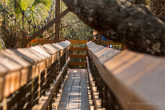 Canopy Bridge