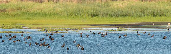 Crowd of Ibis
