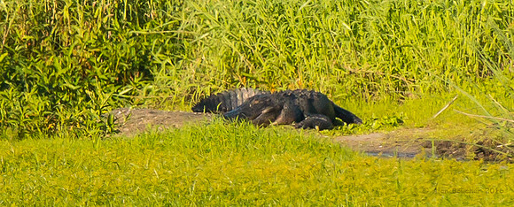 Giant Gator