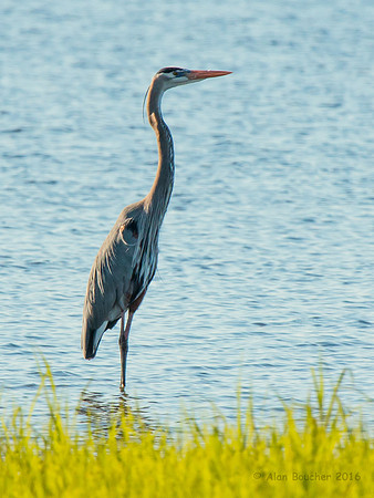 Great Blue Heron