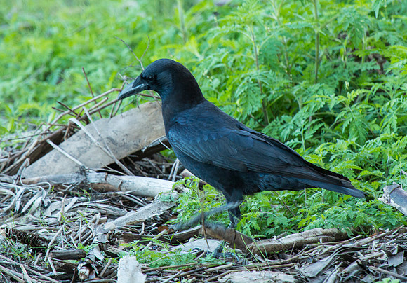 Crow