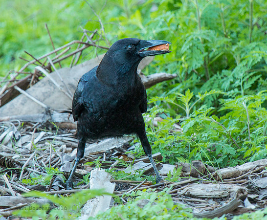 Crow with a Snack