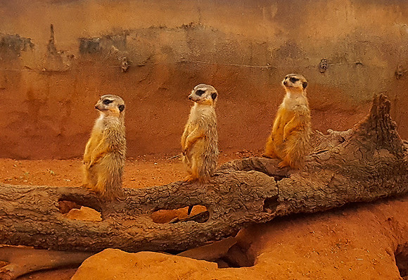 3 Wise Meerkats