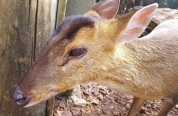 Upclose and Personal with a Reeve's Muntjac - One of the Smallest Deer in the Wolrd