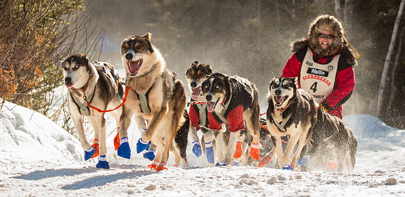 John Beargrease Sled Dog Marathon