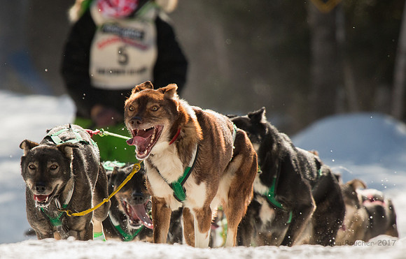 John Beargrease Sled Dog Marathon