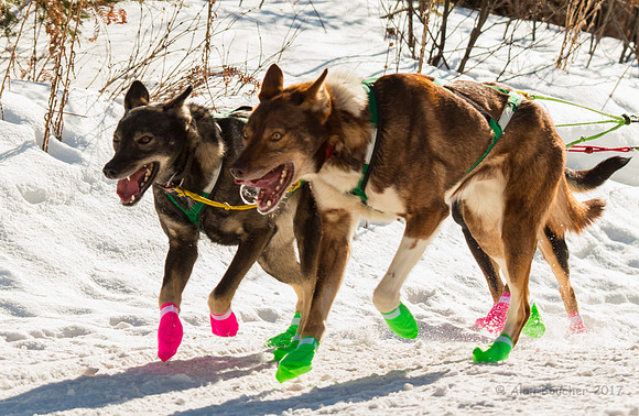John Beargrease Sled Dog Marathon