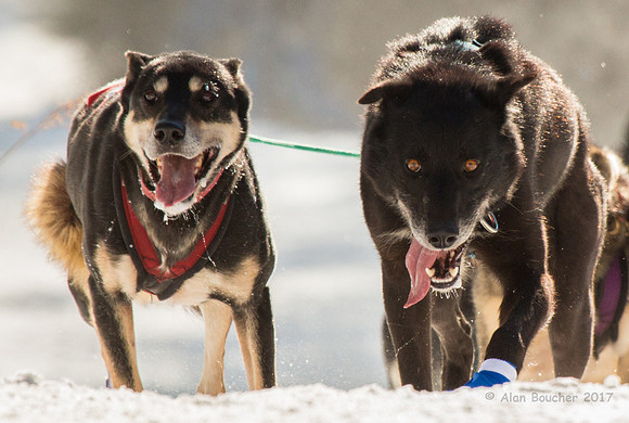 John Beargrease Sled Dog Marathon