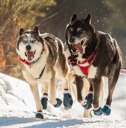 John Beargrease Sled Dog Marathon