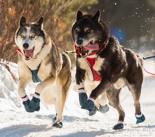 John Beargrease Sled Dog Marathon