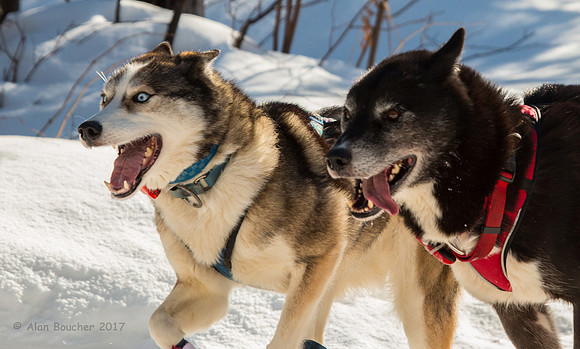John Beargrease Sled Dog Marathon
