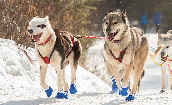 John Beargrease Sled Dog Marathon