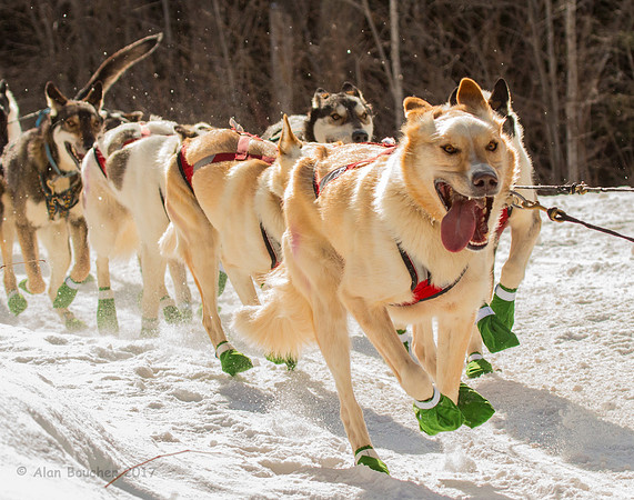 John Beargrease Sled Dog Marathon