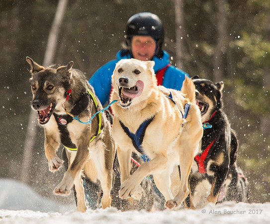 John Beargrease Sled Dog Marathon