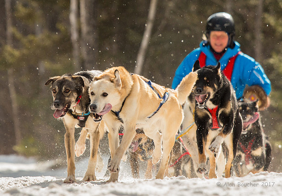 John Beargrease Sled Dog Marathon