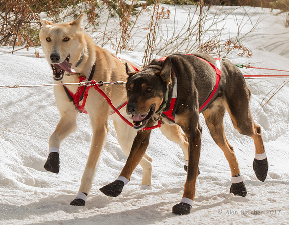 John Beargrease Sled Dog Marathon