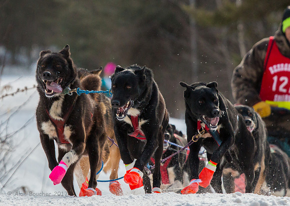 John Beargrease Sled Dog Marathon