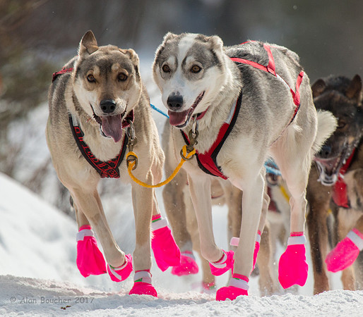 John Beargrease Sled Dog Marathon