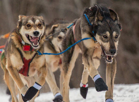 John Beargrease Sled Dog Marathon