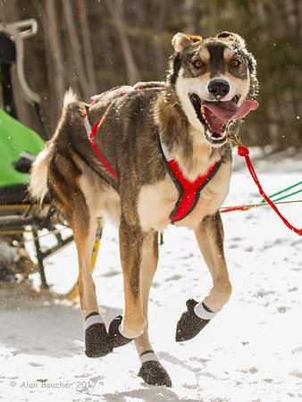 John Beargrease Sled Dog Marathon