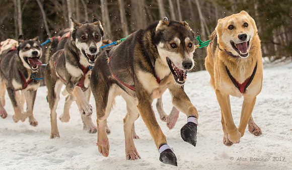 John Beargrease Sled Dog Marathon