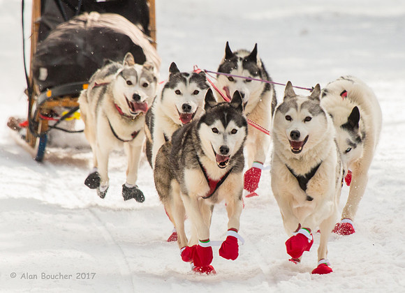 John Beargrease Sled Dog Marathon