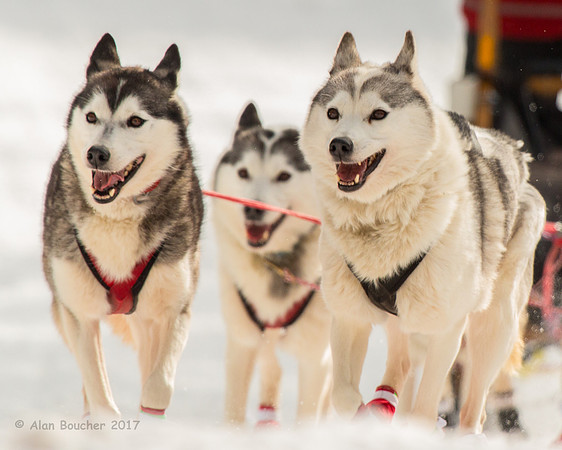 John Beargrease Sled Dog Marathon
