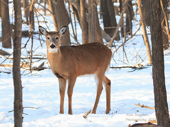 Young Doe