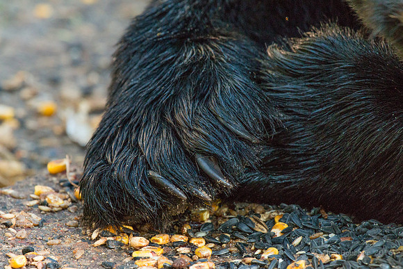 Claws