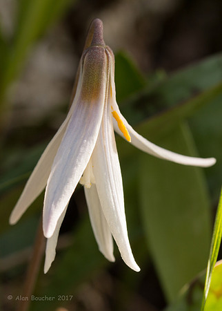 White Trout Lily