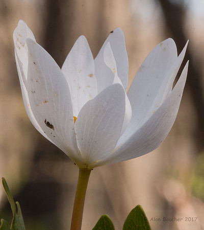 Bloodroot