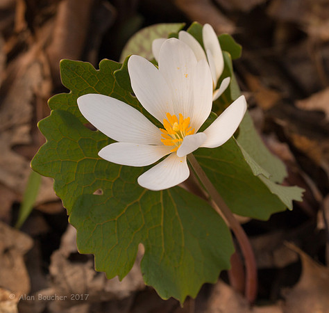 Bloodroot