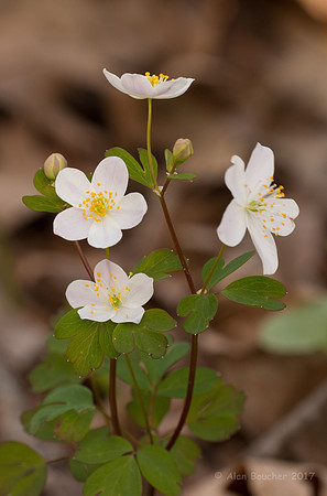 False Rue Anemone