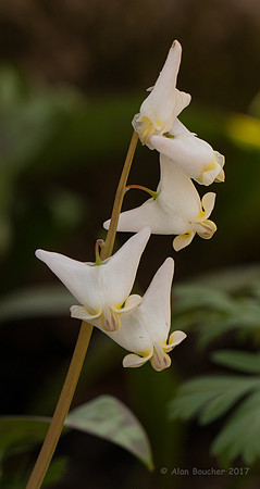 Dutchman's Breeches