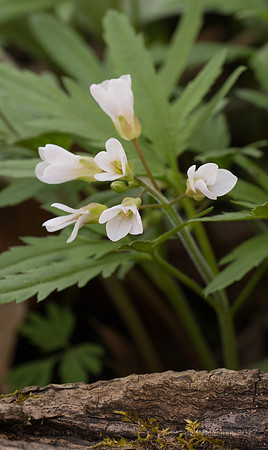 Wood Anemone