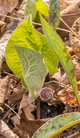Wild Ginger