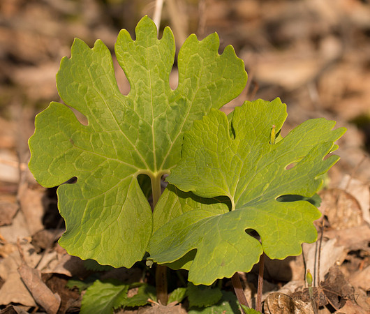 Leaves