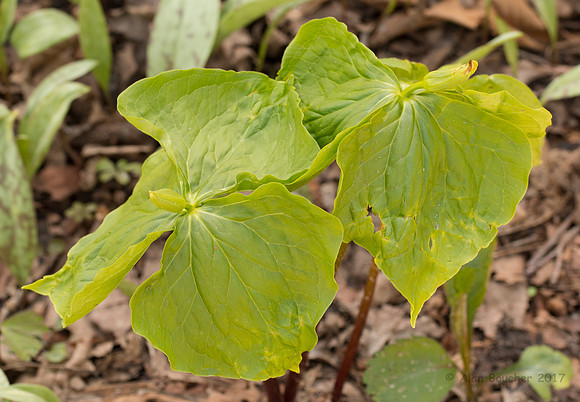 Leaves