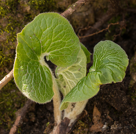 Leaves