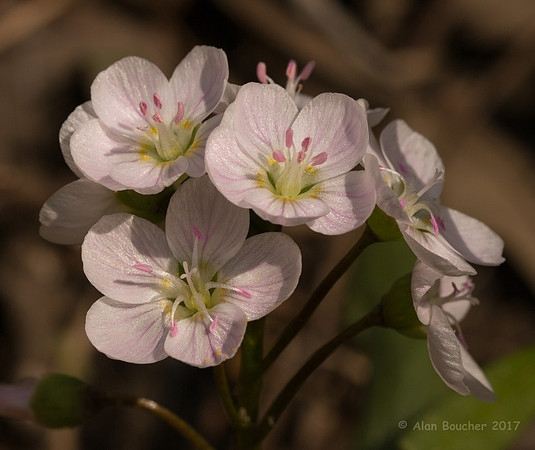 Wild Geranium