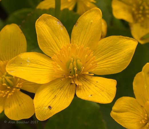 Marsh Marigold