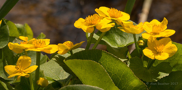 Marsh Marigold