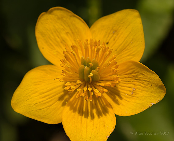 Marsh Marigold