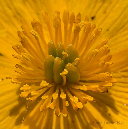 Marsh Marigold